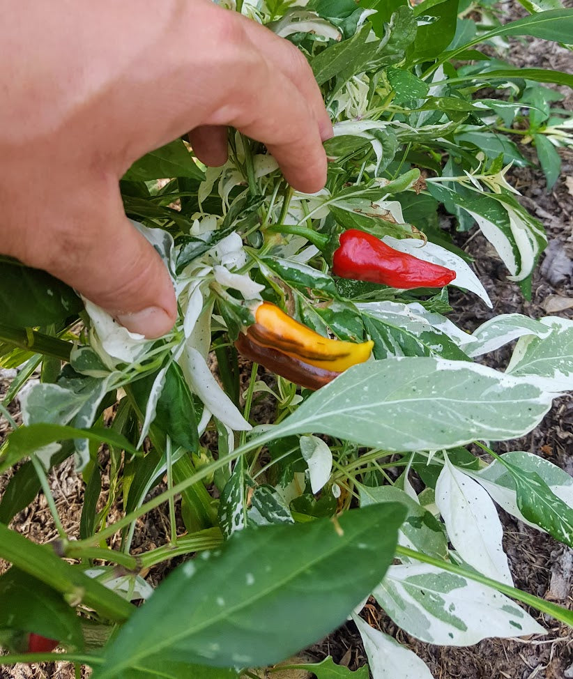 Pepper 'Fish' Plants