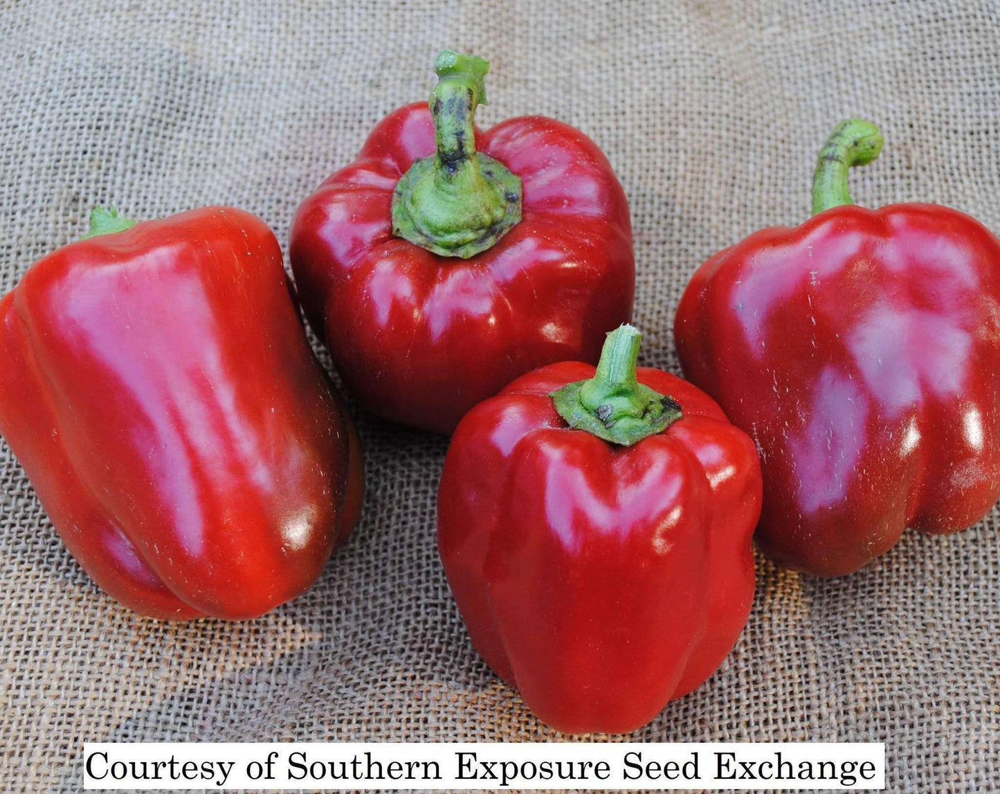 Pepper 'Jupiter' Plants