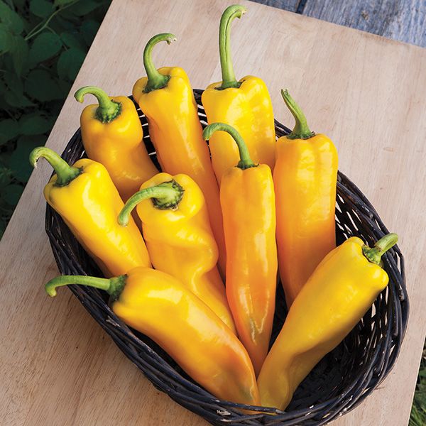 Pepper 'Lively Italian Yellow'