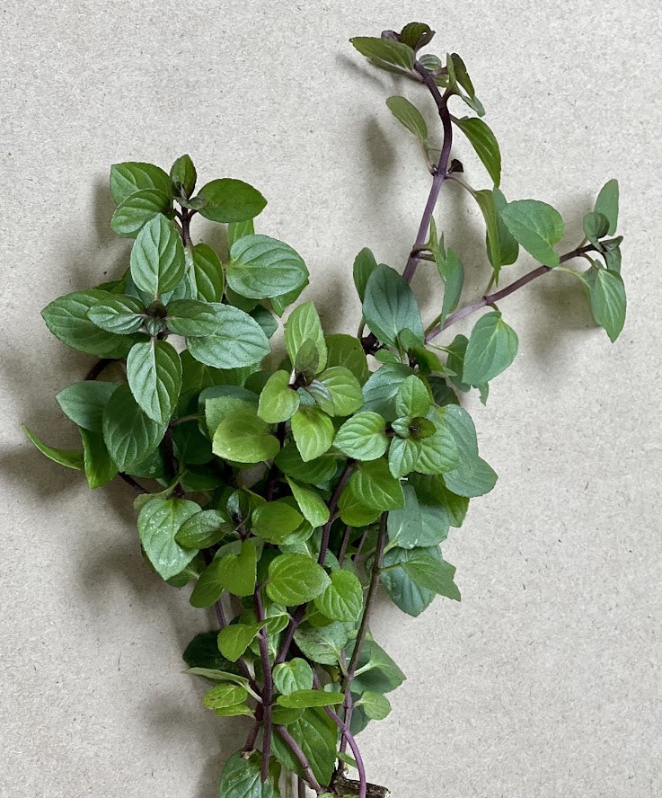 peppermint indoor plant Peppermint Plants For Sale – Streambank Gardens
