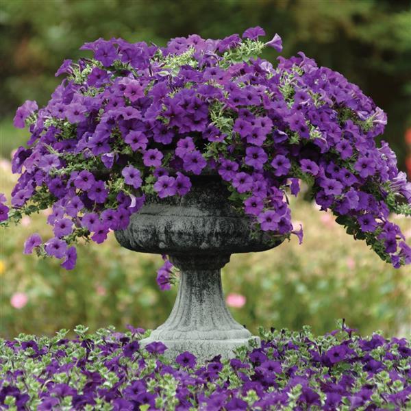 Petunia Easy Wave® Blue Plants