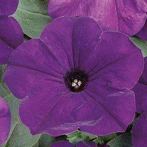 Petunia Easy Wave® Blue Spreading Petunia - Streambank Gardens
 - 1