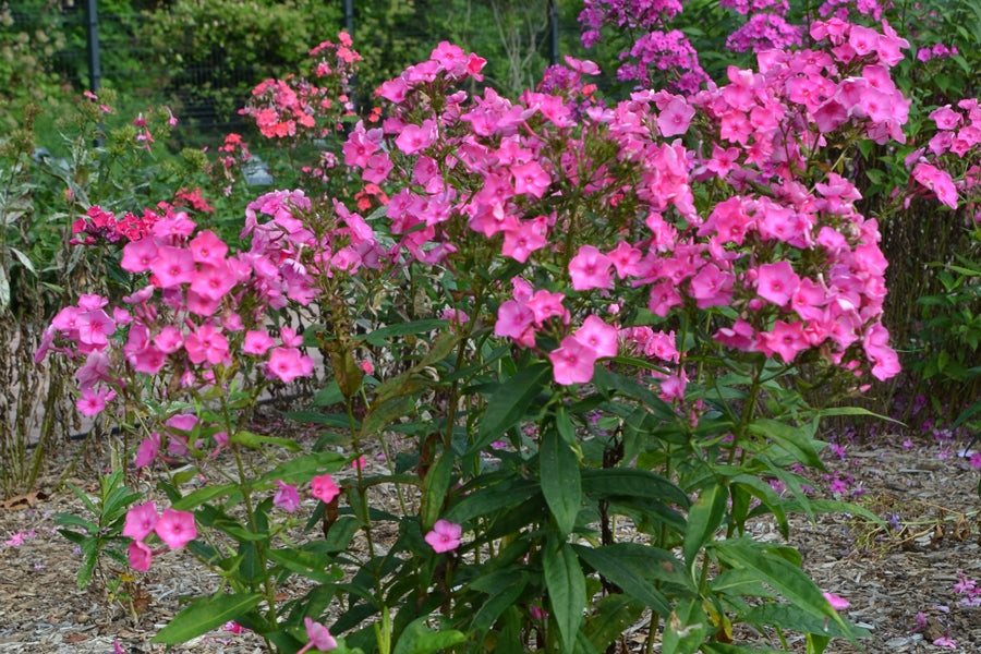 Phlox paniculata Candy Store® 'Bubblegum Pink'