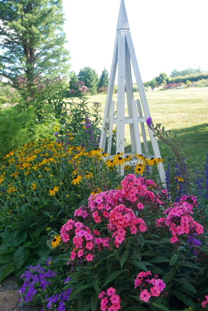 Phlox paniculata Candy Store® 'Coral Creme Drop