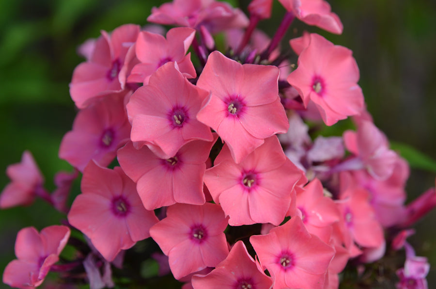 Phlox paniculata Candy Store® 'Coral Creme Drop