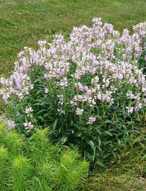Physostegia virginiana 'Pink Manners' Plants