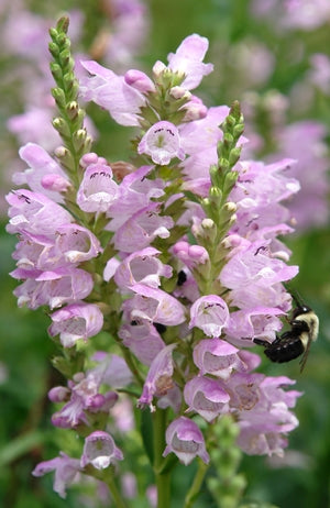 Physostegia virginiana 'Pink Manners' Plants