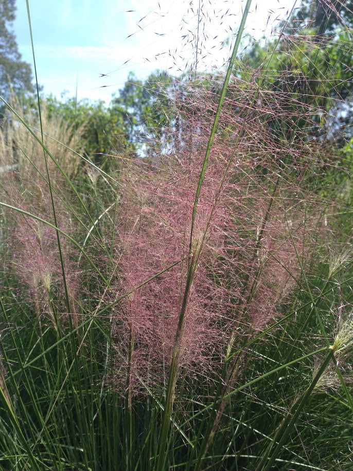 Muhlbergia capillaris 'Pink Hair Grass'