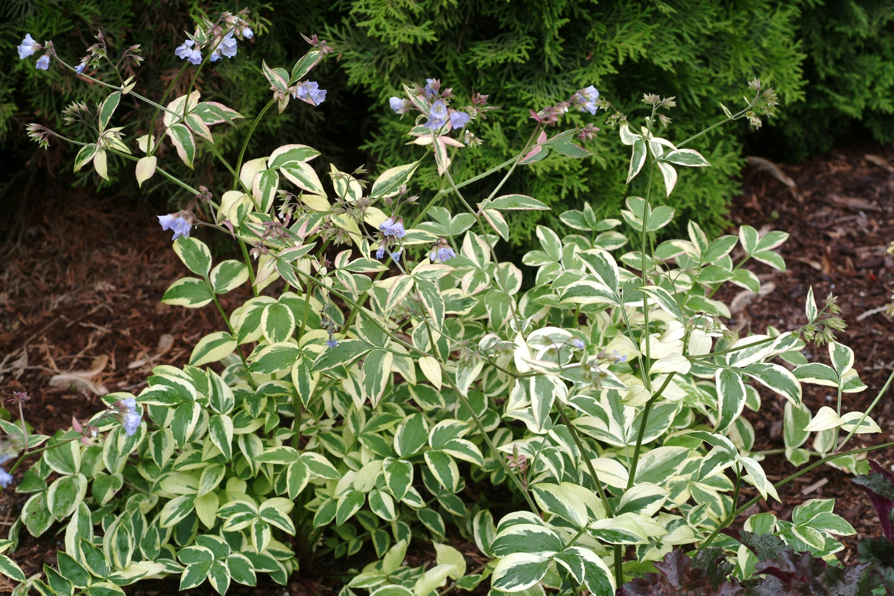 jacob's ladder succulent Polemonium 'Stairway to Heaven'