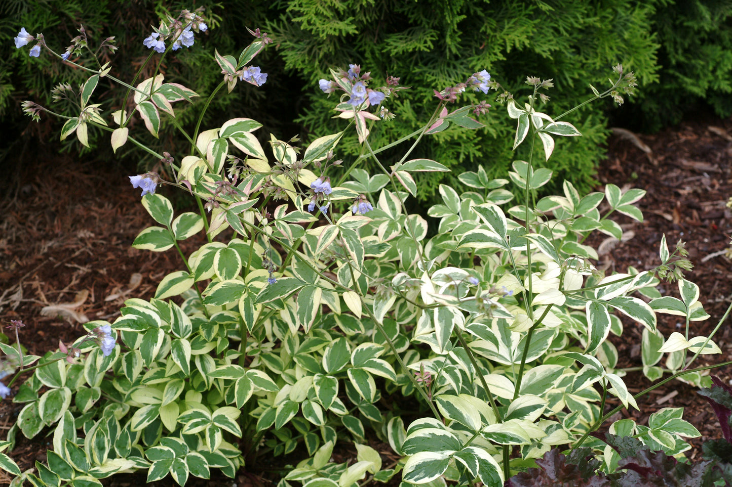 Polemonium 'Stairway to Heaven'