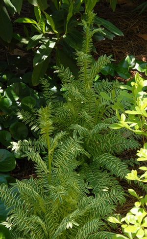 Polemonium 'Stairway to Heaven'