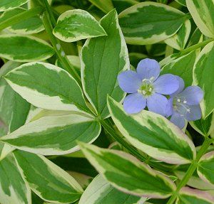 Polemonium 'Stairway to Heaven'