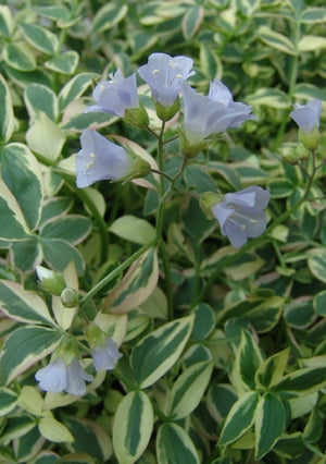 Polemonium 'Stairway to Heaven'