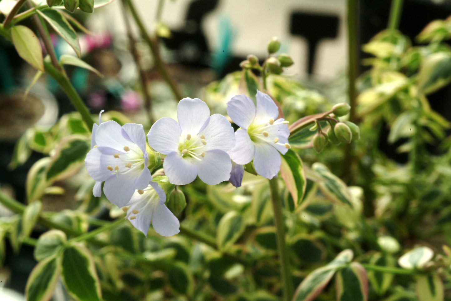 Polemonium 'Stairway to Heaven'