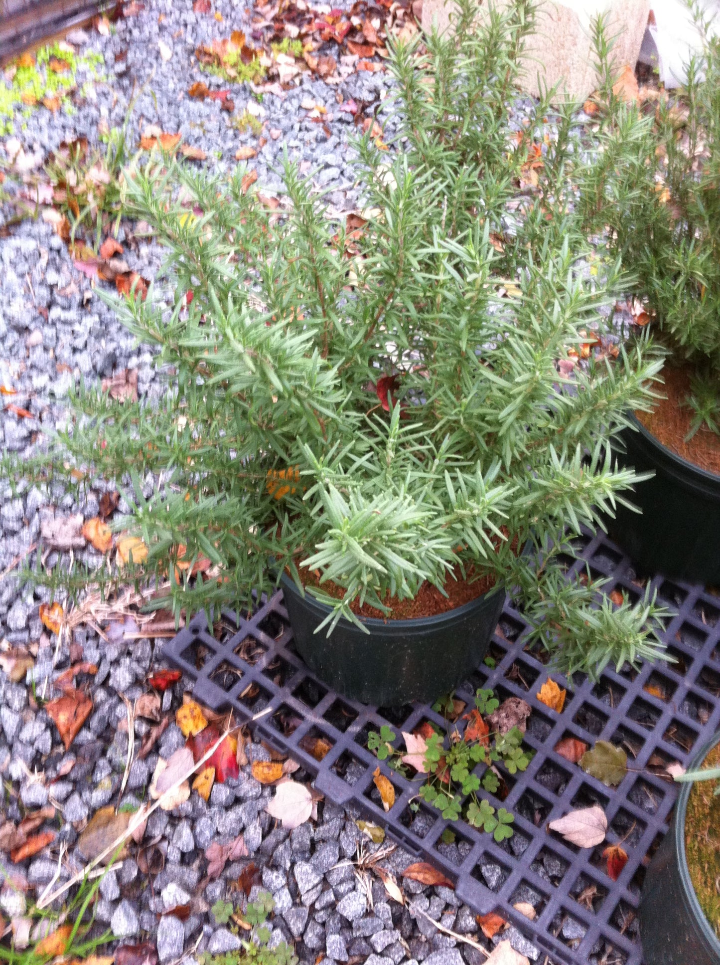 Rosemary 'Arp' Plants