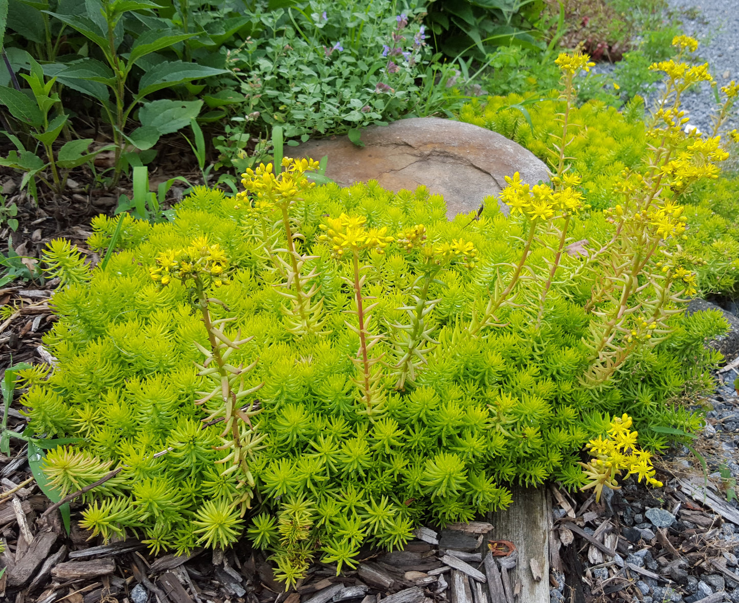 Sedum rupestre 'Angelina' Plants