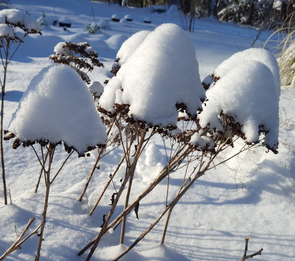 Sedum spectabile 'Neon' Plants