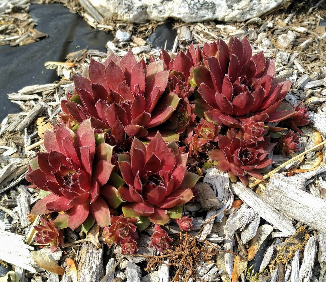 large hens and chicks succulent Red Rubin Hens And Chicks | Sempervivum 'Red Rubin' | Pink | Zone 2-9 | Full Sun