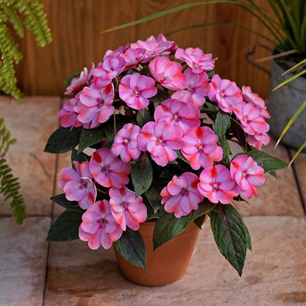 SunPatiens® 'Compact Candy Pink' Plants