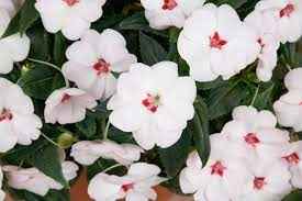 SunPatiens® 'Vigorous Sweetheart White' Plants