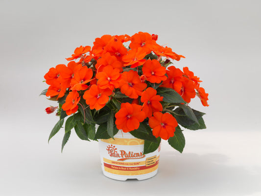 SunPatiens® 'Compact Electric Orange' Plants