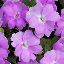 SunPatiens® 'Compact Orchid' Plants