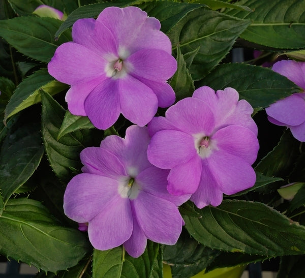 SunPatiens® 'Compact Orchid' Plants