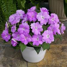 SunPatiens® 'Compact Orchid' Plants