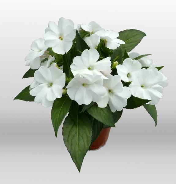 SunPatiens® 'Compact Classic White - 6 Plug Plants