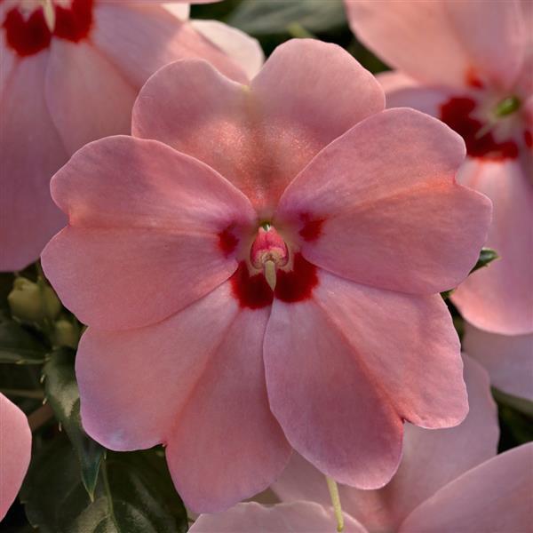 pink kisses plant indoor or outdoor SunPatiens® Vigorous 'Pink Kiss' – Streambank Gardens