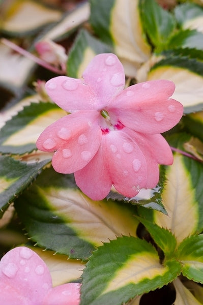 SunPatiens® 'Vigorous Tropical Salmon' Plants