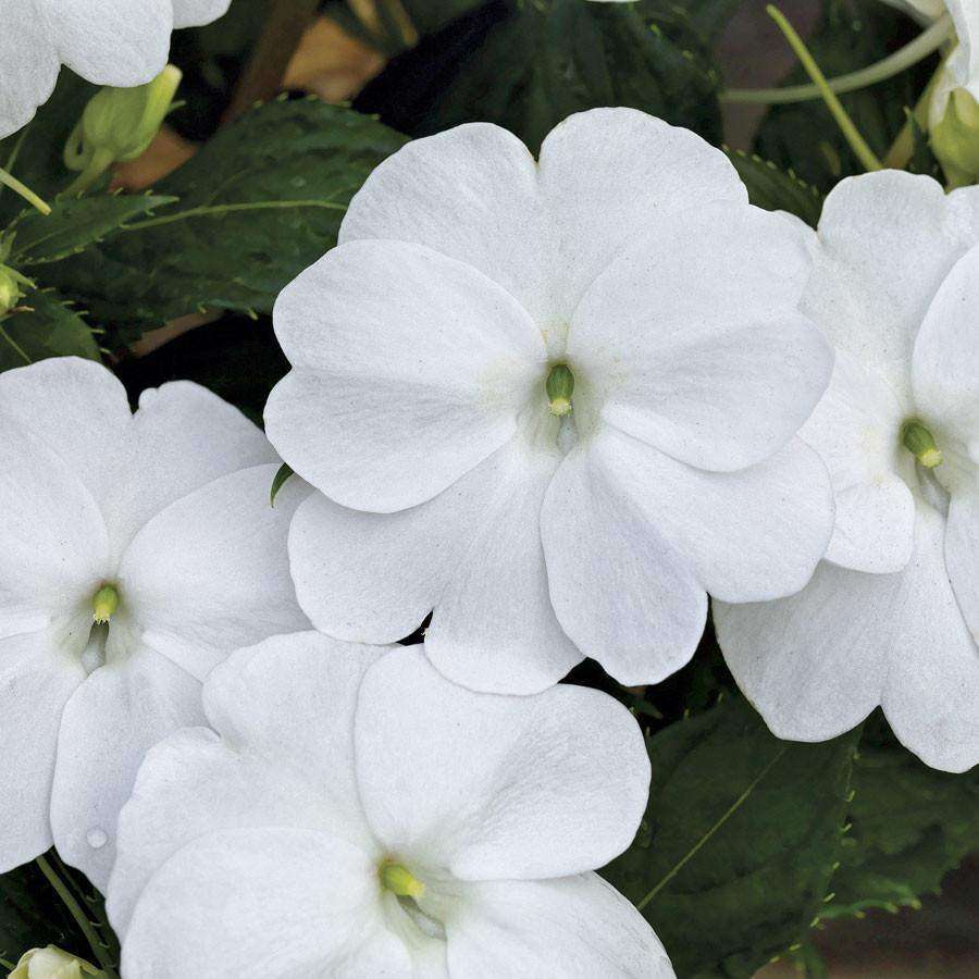 SunPatiens® 'Spreading Clear White' Plant - Streambank Gardens
- 1