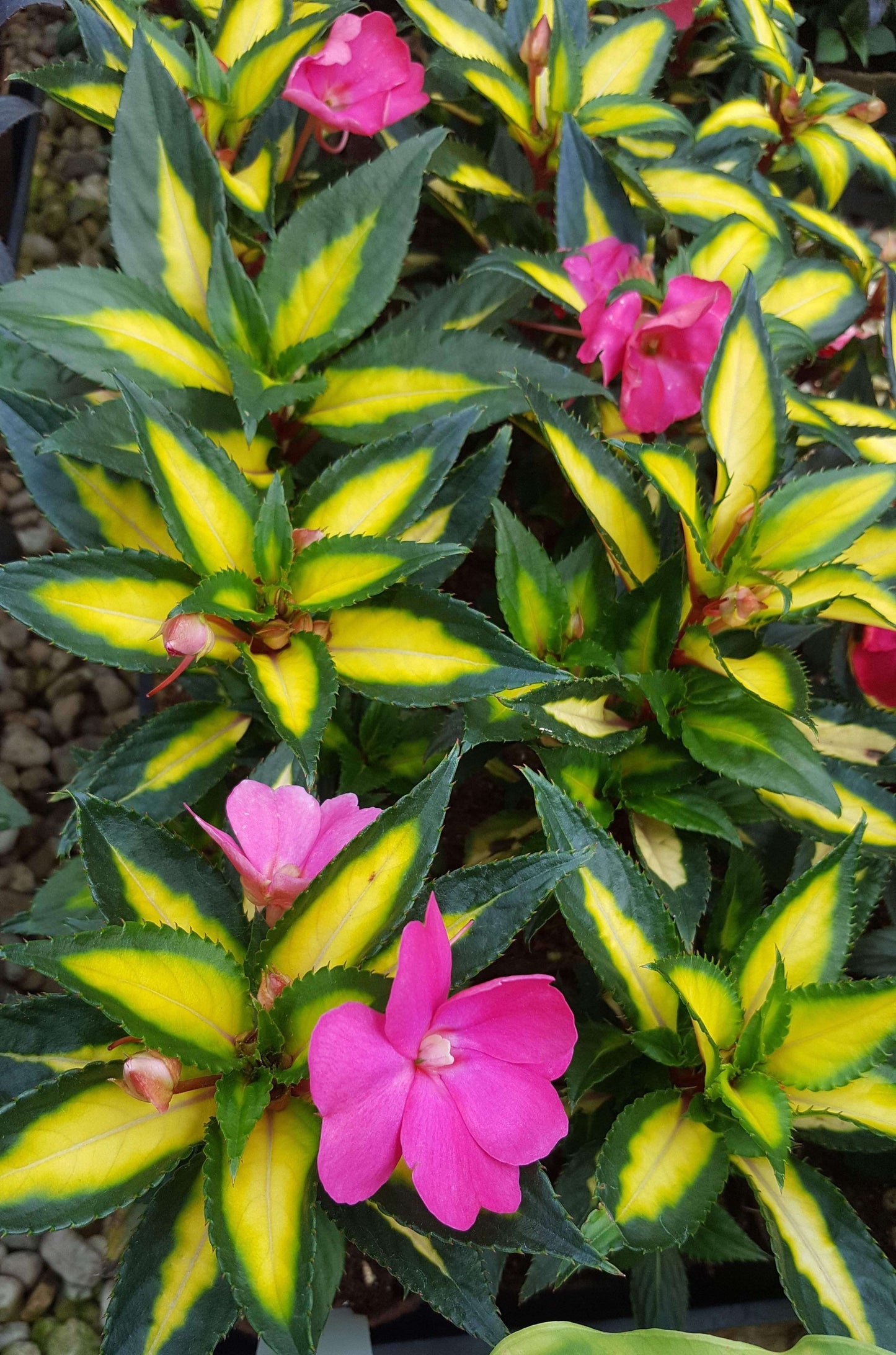 SunPatiens® 'Compact Tropical Rose' Plants