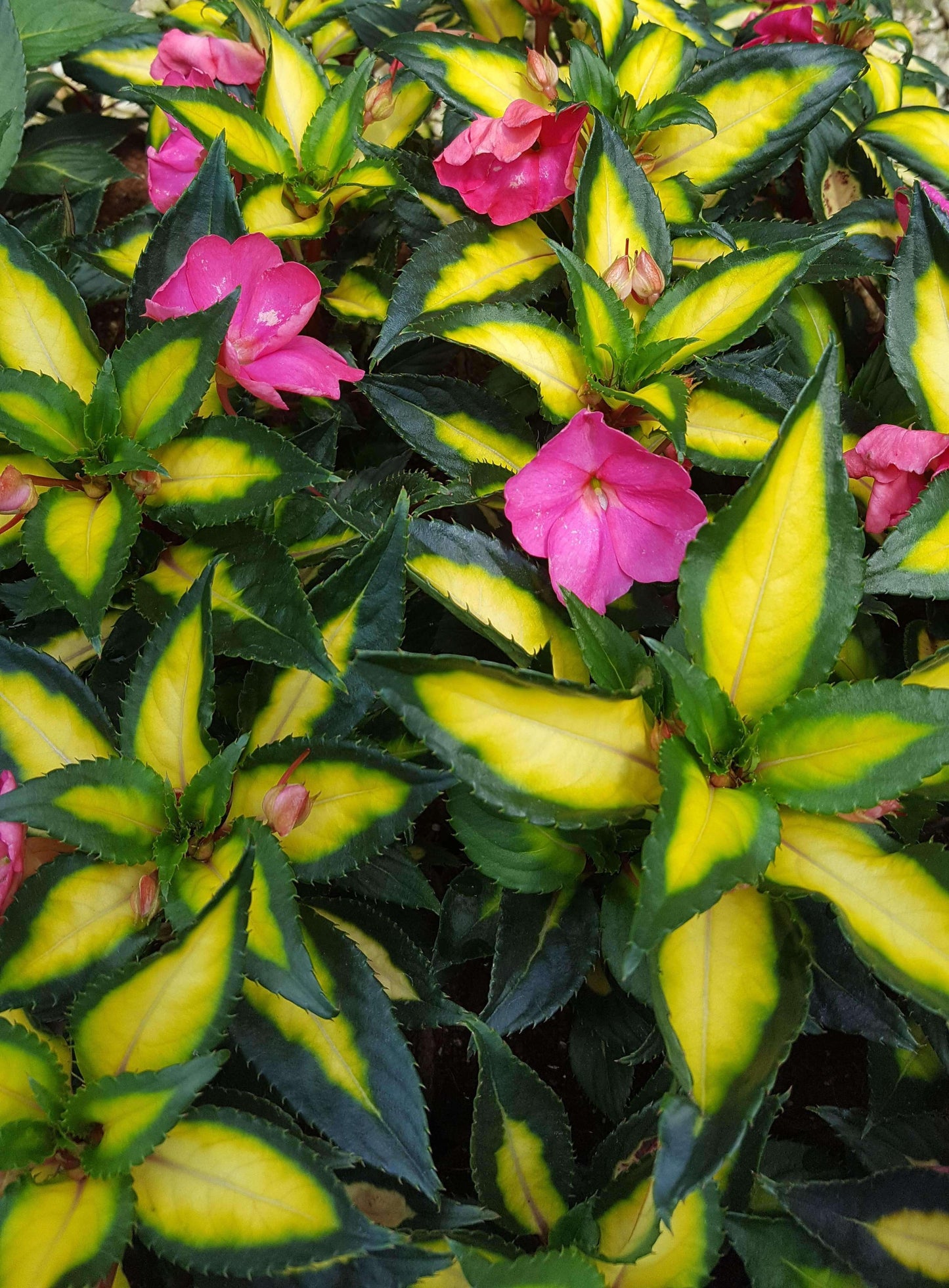 SunPatiens® 'Compact Tropical Rose' Plants