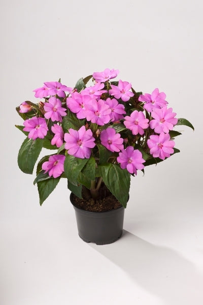 lavender plants sun SunPatiens® 'Vigorous Lavender' Plants – Streambank Gardens