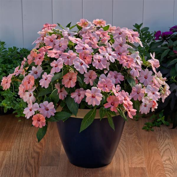 SunPatiens® 'Vigorous Pink Kiss'