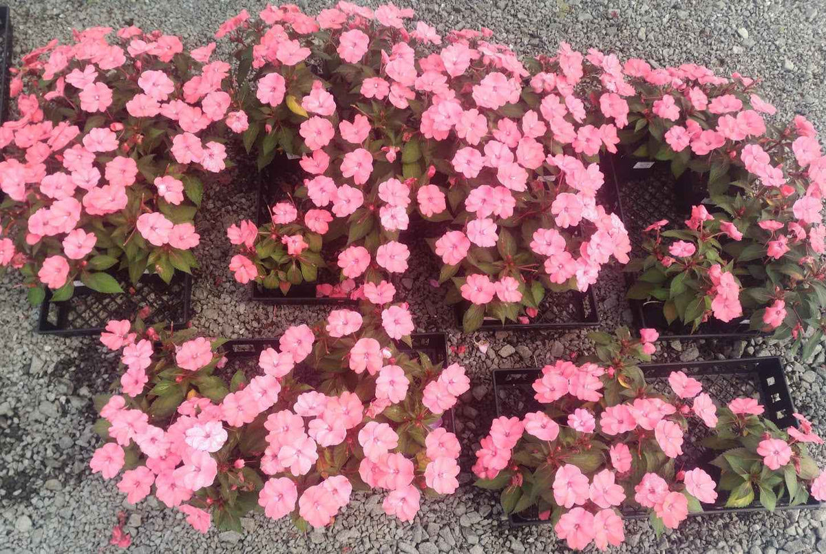 SunPatiens® 'Vigorous Pink Kiss' - 6 Plug Plants