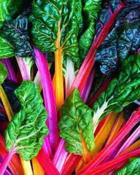 Swiss Chard 'Rainbow Mix Improved' - 6 Plants - Streambank Gardens
 - 1