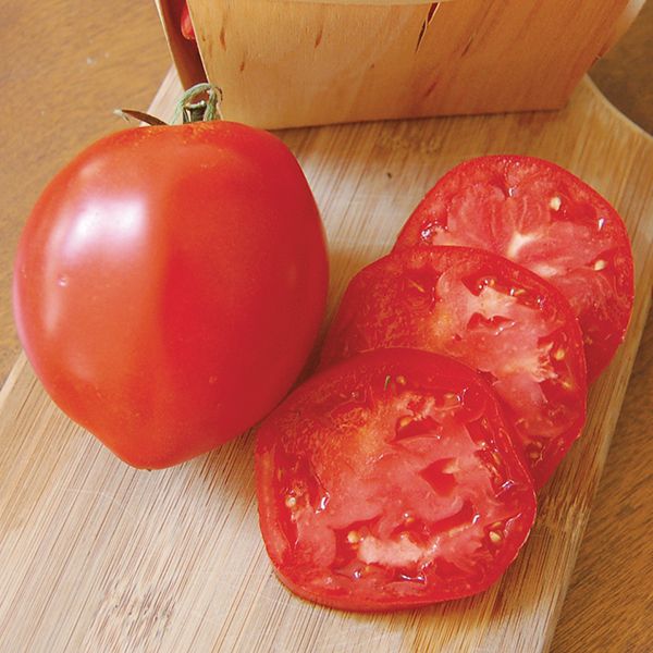 Tomato 'Amish Paste' Plants