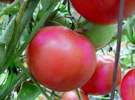Tomato 'Beefsteak' Plant