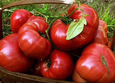 Tomato 'Brandywine' Plants