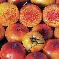 Tomato 'Hillbilly Potato Leaf' Plants