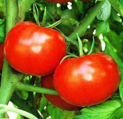 Tomato 'Rutgers' Plants