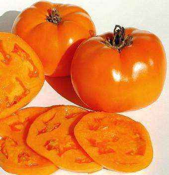 Tomato 'Valencia' Plants