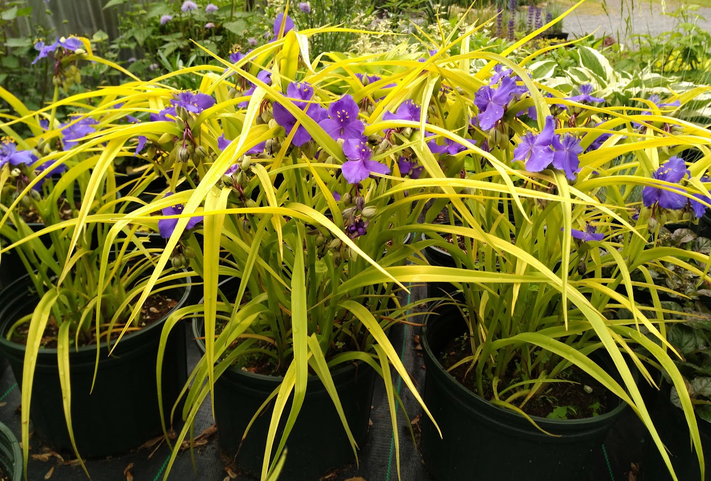 Tradescantia 'Sweet Kate' Plants