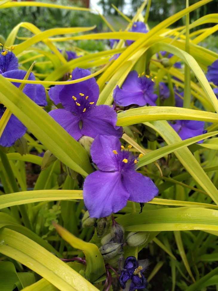 Tradescantia 'Sweet Kate' Plants