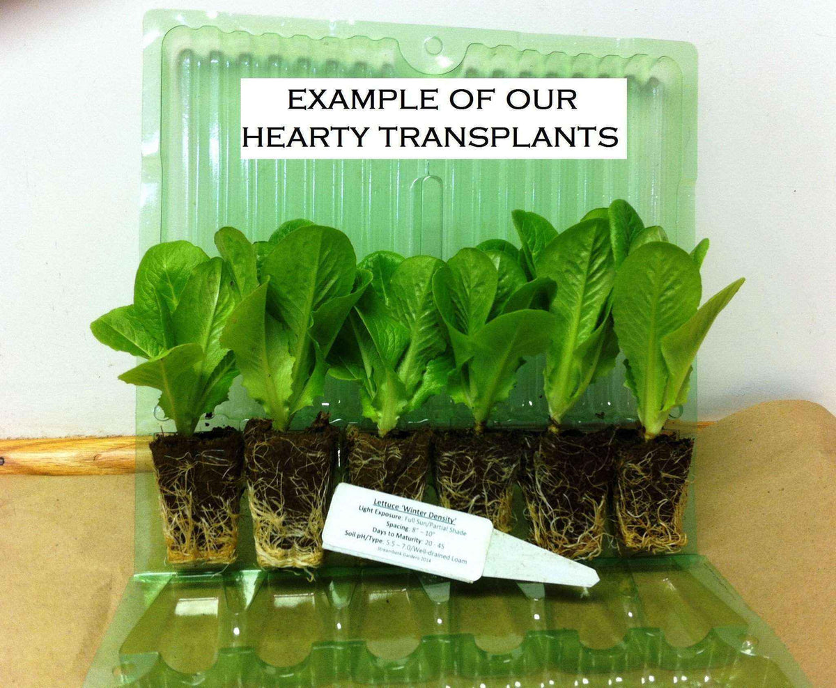 Lettuce 'Winter Density' Plants