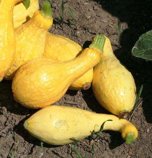 Squash 'Yellow Crookneck - 6 Plants - Streambank Gardens
