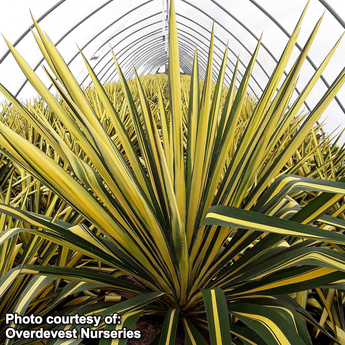 Yucca 'Color Guard' Plants