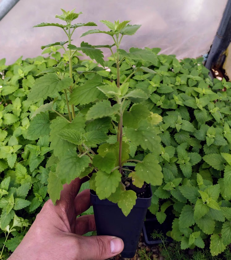 potted catnip plant Catnip Plants For Sale